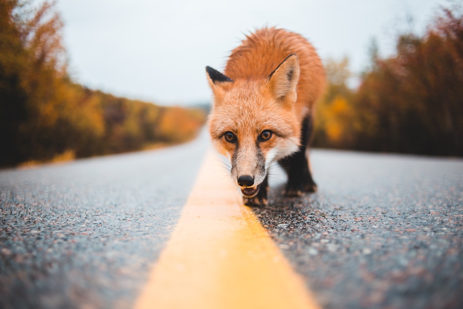 Ground level of curious dangerous wild red fox walking on wet road near woods