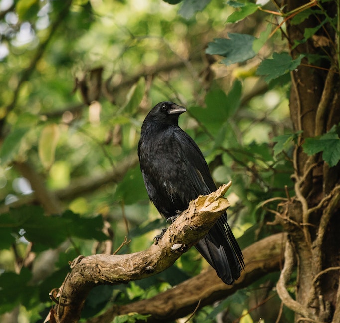 Corvus resting on dry tree twig in garden