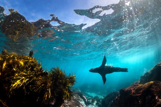 Playful seal swimming in the oxygen-rich water, Australia